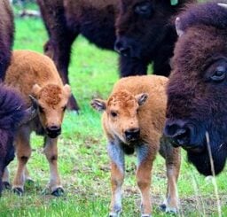 Spring Bison Calves On